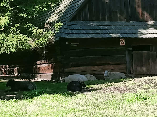 Owieczki przed szopą z Brennej