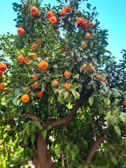 drzewko pomarańczowe