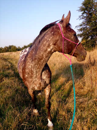 zdjęcie Karoliny z koniem